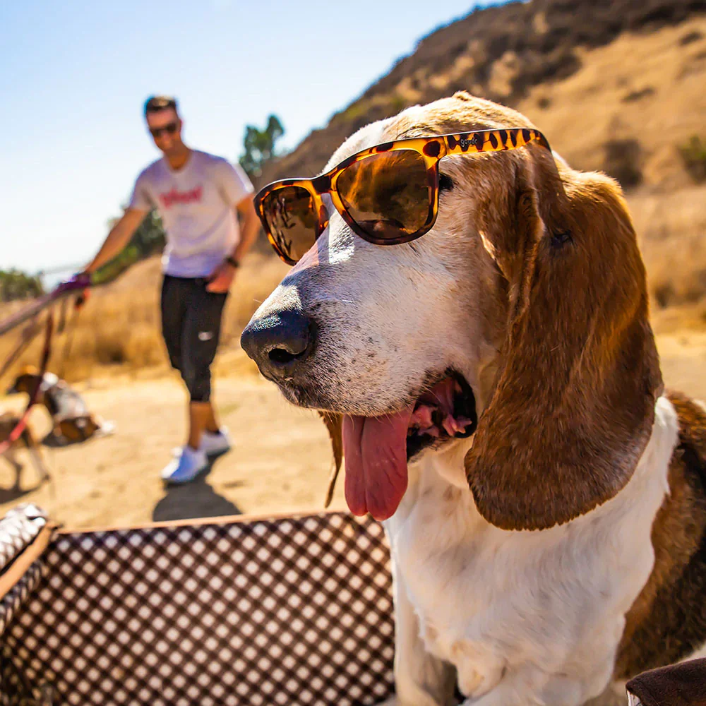 BOSLEY'S BASSET HOUND DREAMS